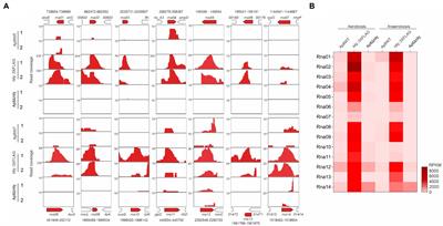 Identification of small RNAs associated with RNA chaperone Hfq reveals a new stress response regulator in Actinobacillus pleuropneumoniae